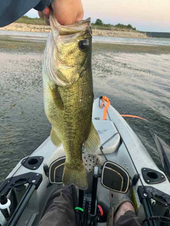 Fish 4.jpg