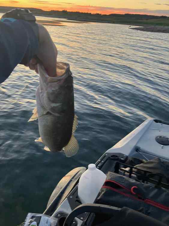 Fish 5.jpg