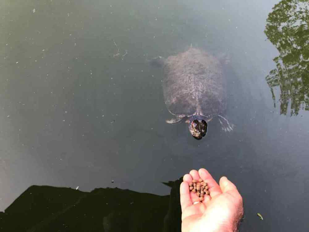 Molly The Turtle (002).jpg