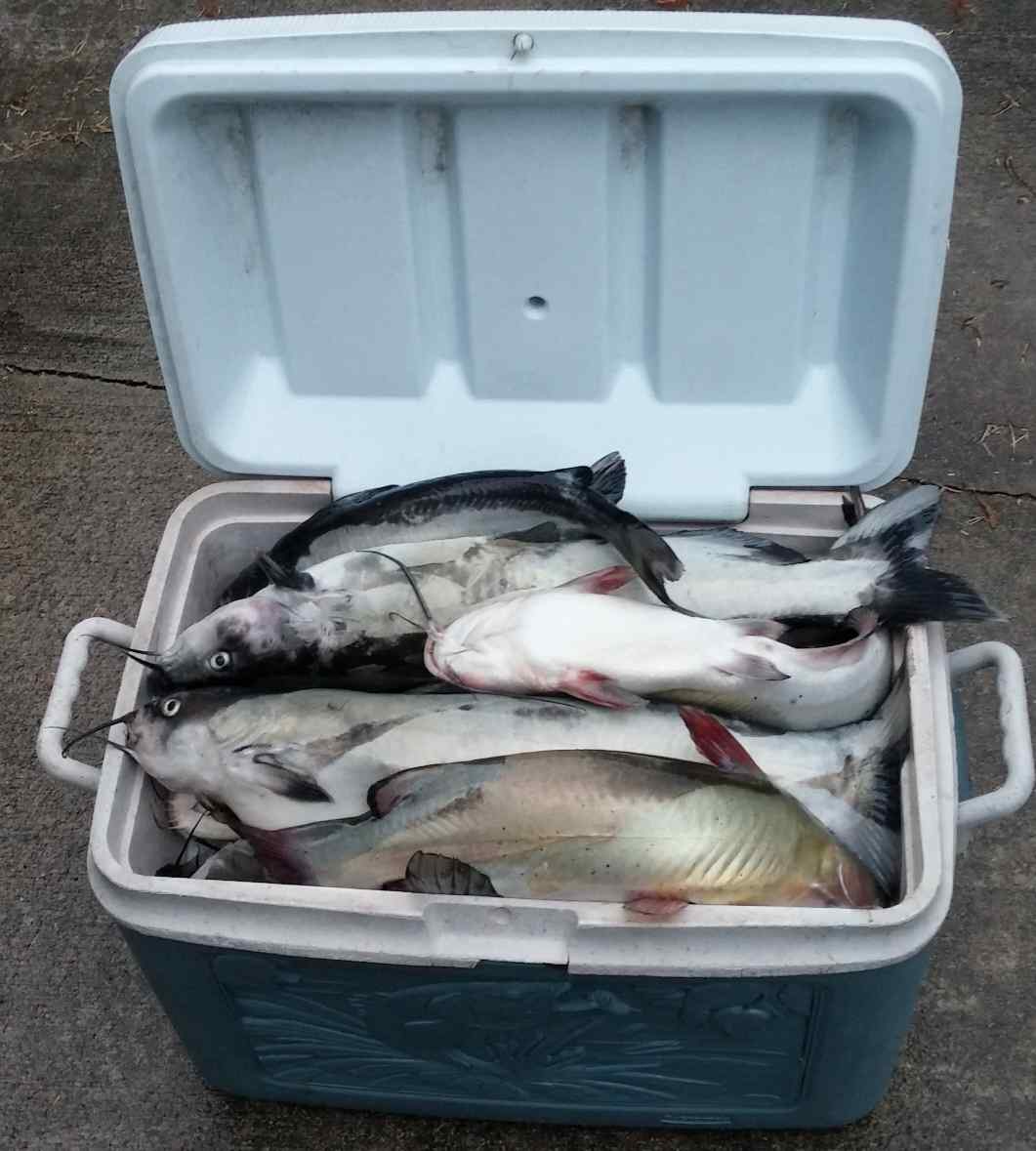 Catfish dip bait \ stink bait - Other Fish Species - Bass