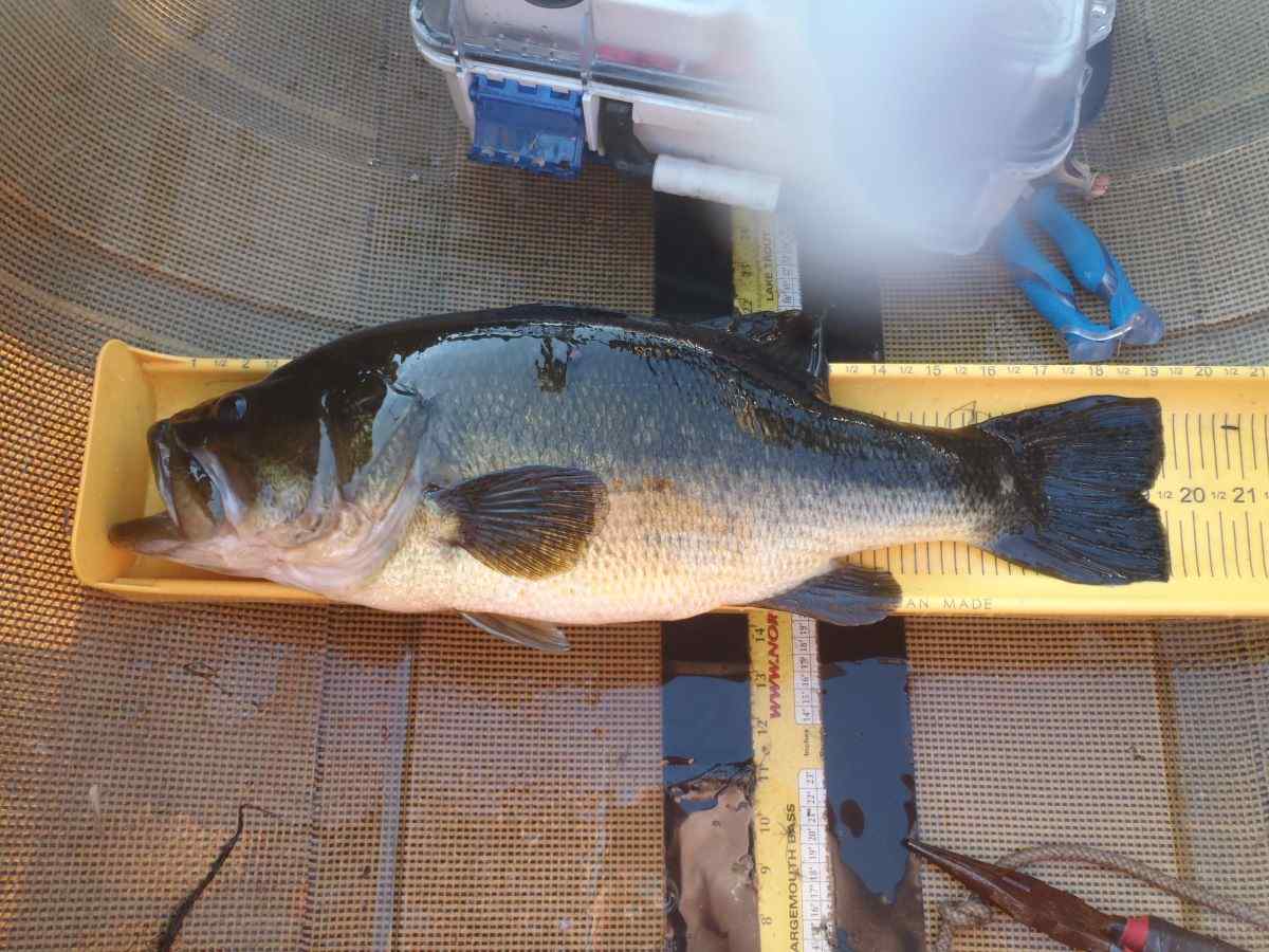 https://www.bassresource.com/bass-fishing-forums/uploads/monthly_2023_07/Tr1.jpg.66be8a2780f088c9865d862d7d24212d.jpg