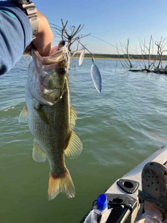 fish 1.jpg