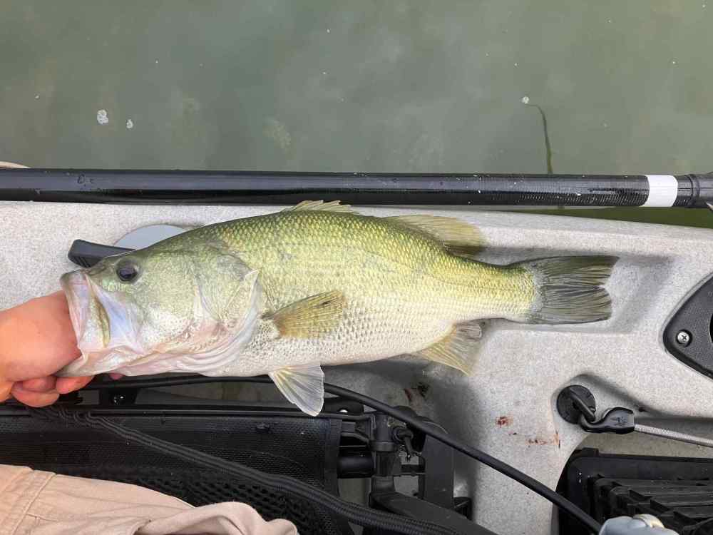 fish 1.jpg