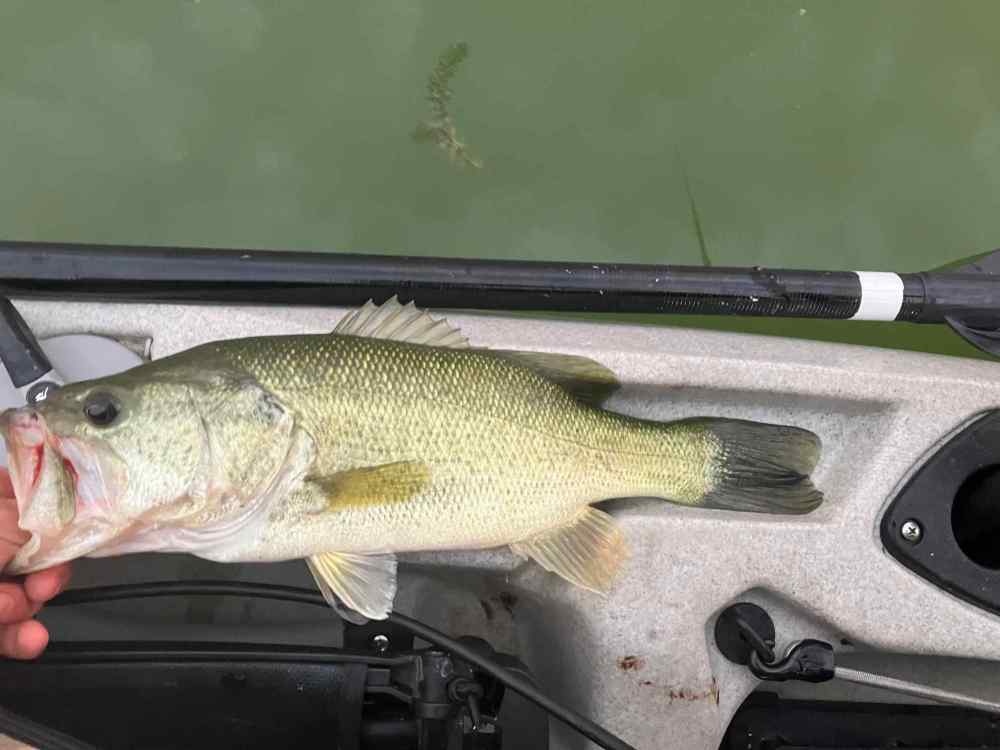 fish 2.jpg