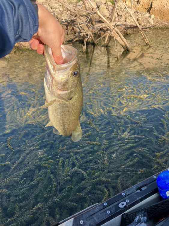fish 2.jpg