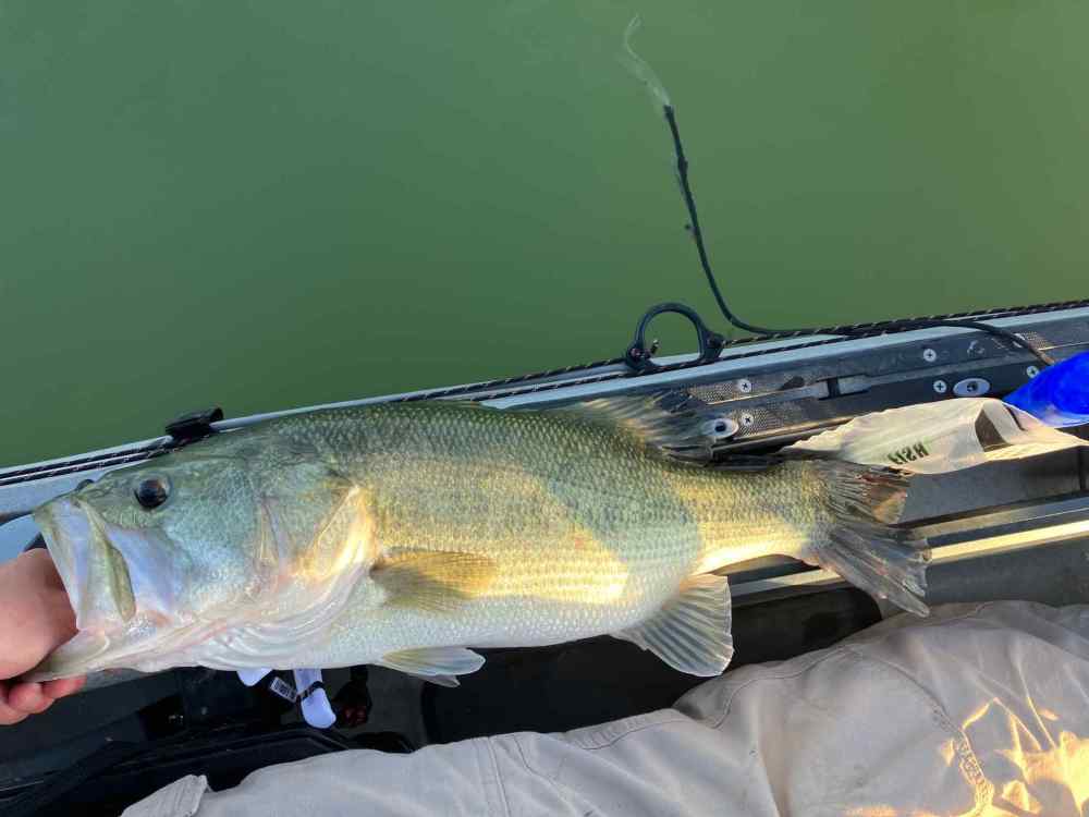 fish 3.jpg