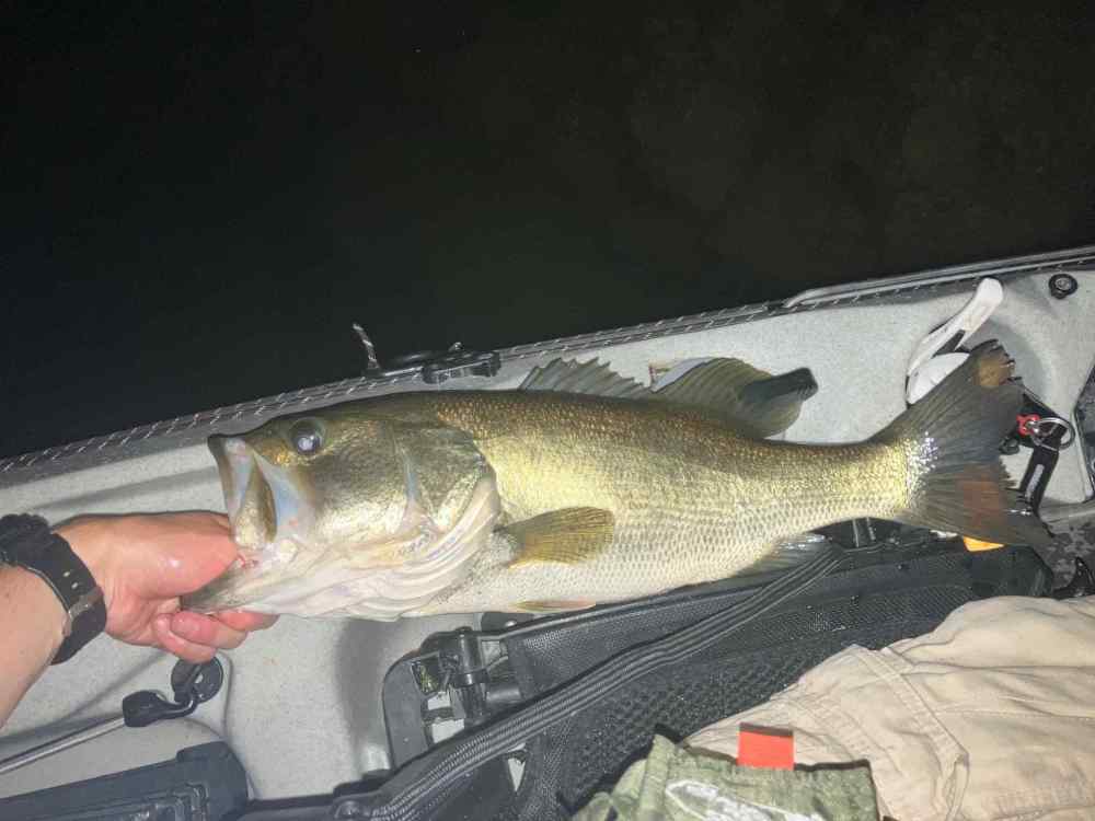 fish 4.jpg