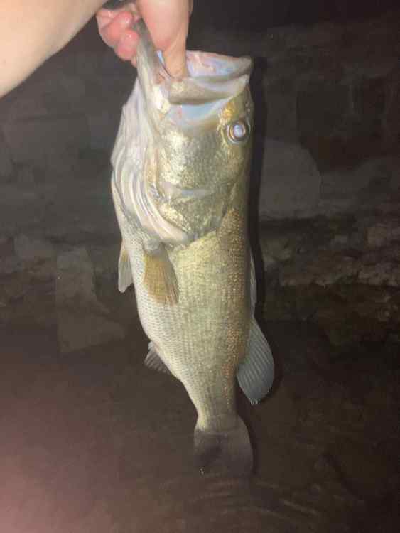 fish 5.jpg