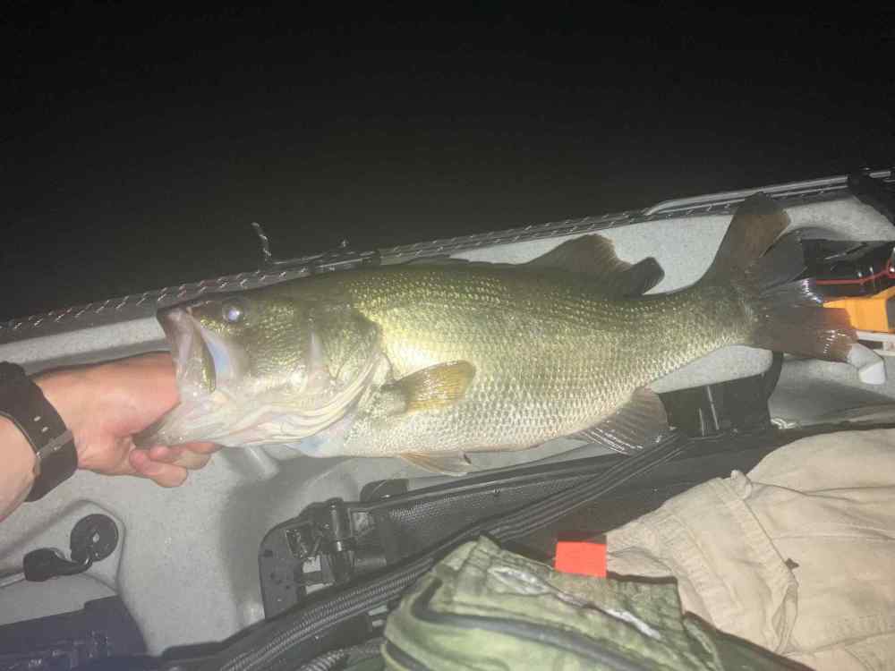fish 6.jpg