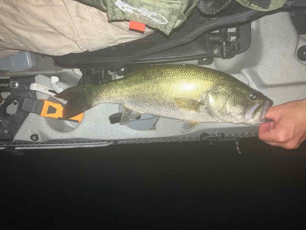 fish 7.jpg