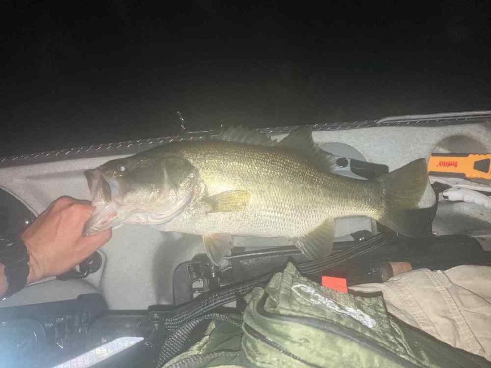 fish 8.jpg