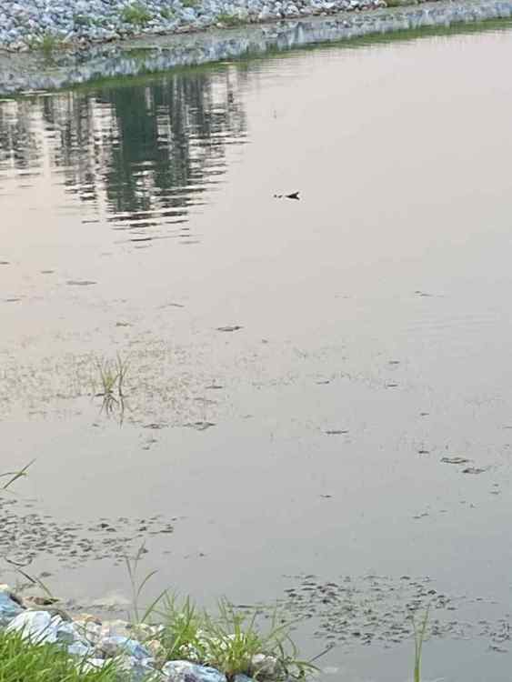 image.thumb.jpeg.aa1ccfc39399a7d1eedae1dc6990af27.jpeg