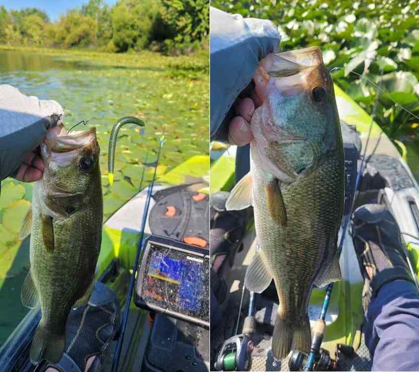 230816_coverbass.thumb.jpg.e9c3ab0b71bc1362e12e3d82a5ae567d.jpg