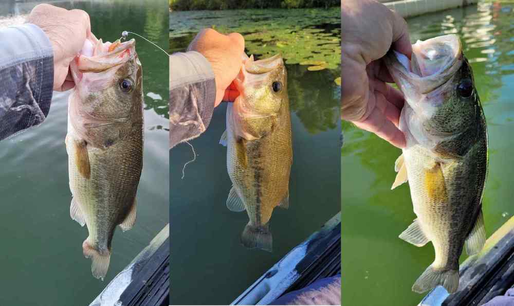 230818_3bass.thumb.jpg.4cda6aabc3499f6bacfdbb085c7ceff0.jpg