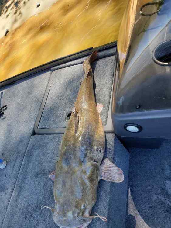 Catfish1.jpg