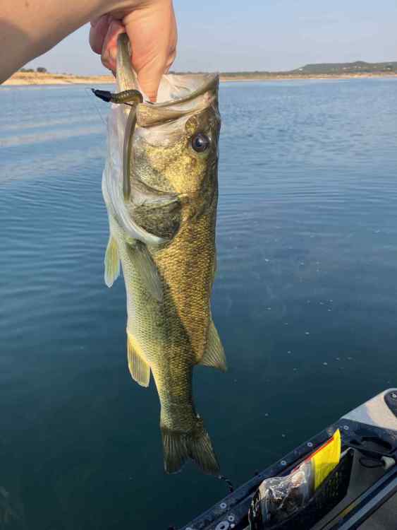 Fish 1.jpg