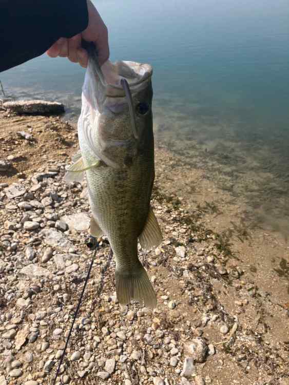 Fish 2.jpg