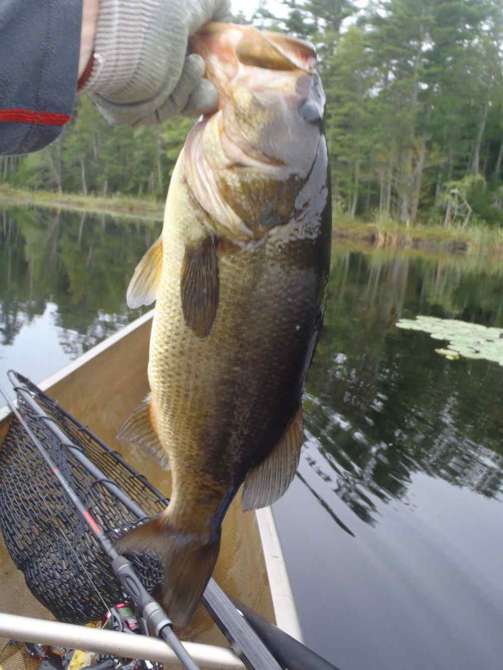 Another 20-pound bag - Fishing Reports - Bass Fishing Forums