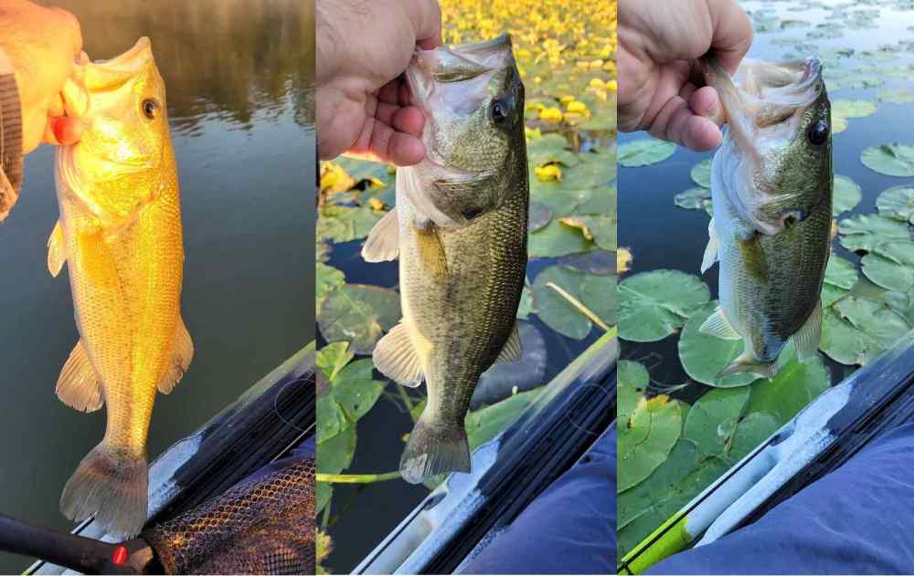 20230901_ThreePre-LDbass.thumb.jpg.5923f00560344206fc50ce8f15a88218.jpg