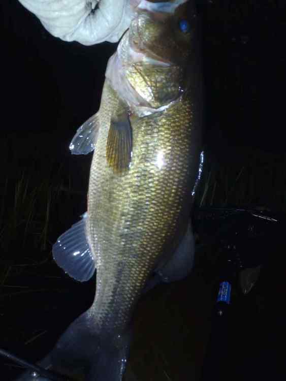 N9.jpg
