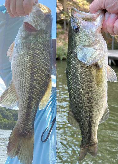 image.png.652619ac3c12352a8c7f046ebc2a5db0.png