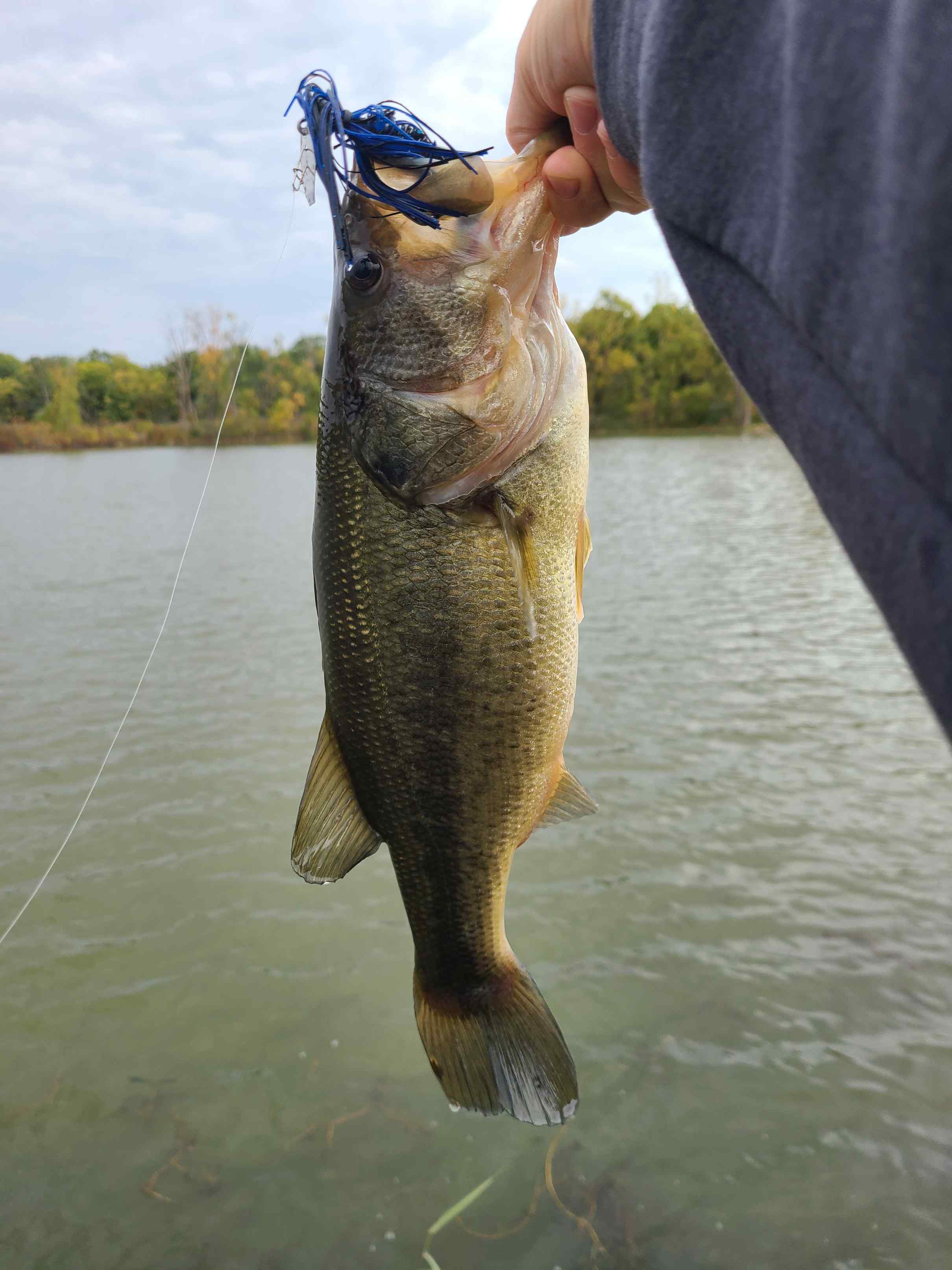 Craziness - Bladed jig the best bass bait? - Page 2 - Fishing