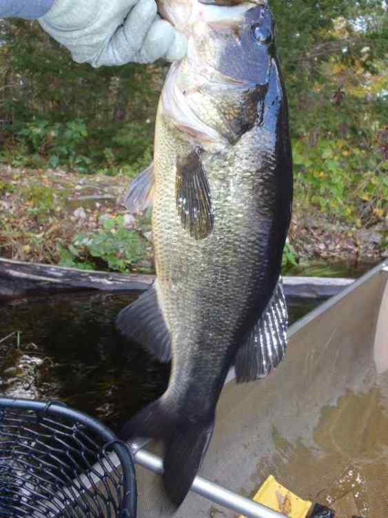 A.jpg
