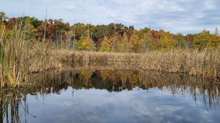 Creek3.jpg.537c12288eea318aab834b152e37635f.jpg