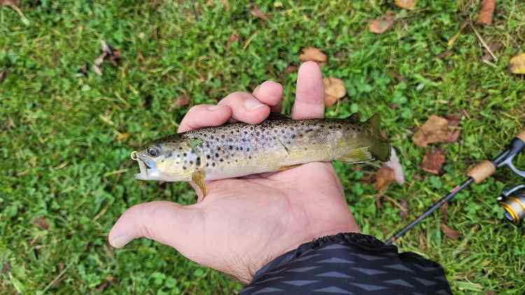 CreekBrown.jpg.c67ca641208ceb0f99834a21d2047dbb.jpg
