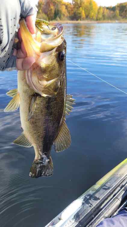Oct23Bass1.jpg.89e00a33750bc400570f08f4dc9a2977.jpg