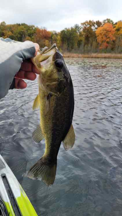 Oct23Bass2.jpg.e7f1b2c97435ea4899e4bf4ee05a6fb4.jpg