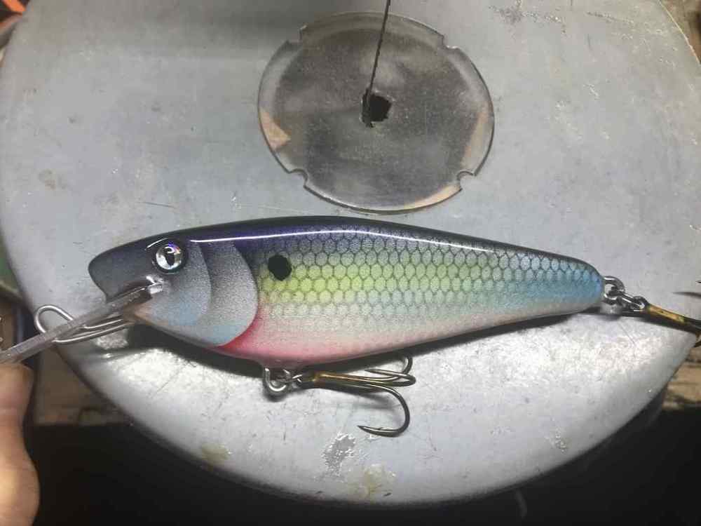shad bait3.JPG