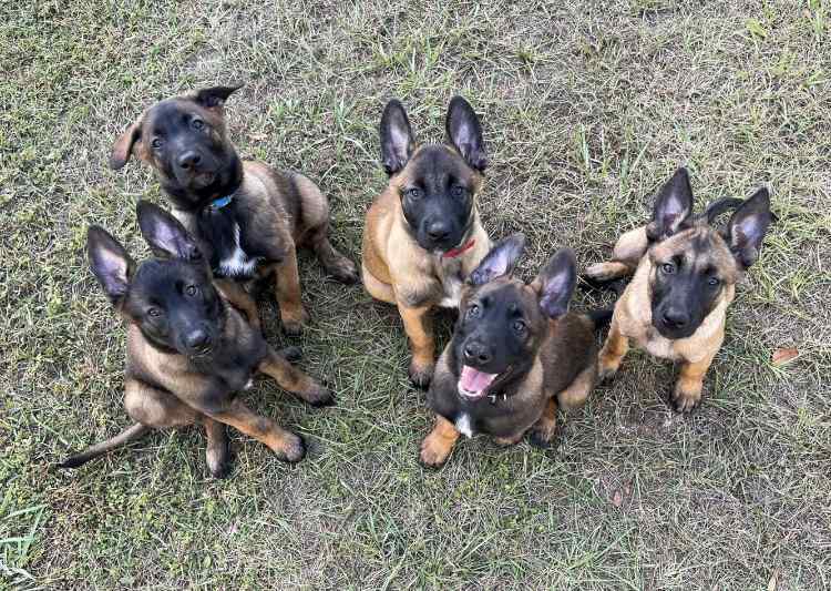 BelginPups.jpg.ec8a3c02f7516b98b317025a14260cc8.jpg
