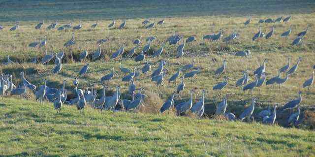 DSC00028.jpeg.92807356aff62e5293ea40318df0ef46.jpeg