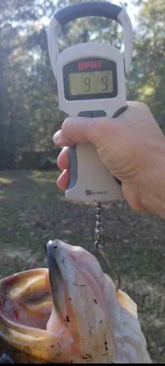 Spinnerbait Line Test?? - Fishing Rods, Reels, Line, and Knots - Bass  Fishing Forums