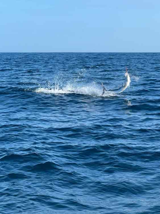 marlin3.jpg.392e64c0c4ff33cd1775a29befdf1edc.jpg