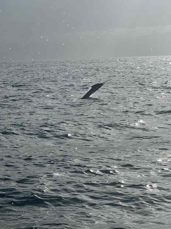 marlin4.jpg.fa832115137416dab7efea30e58a3490.jpg