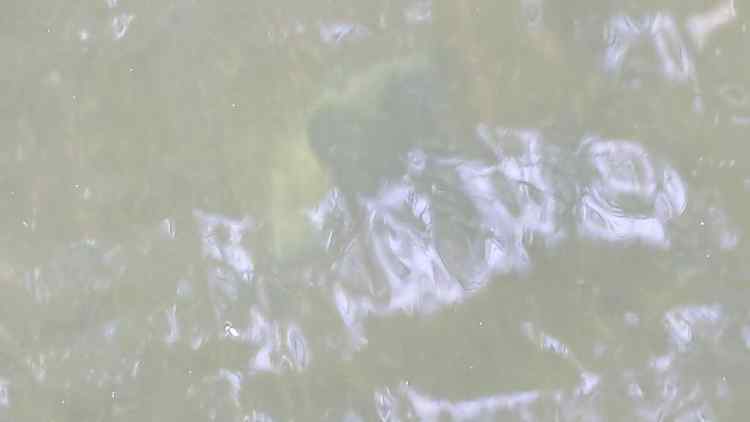 thumbnail-2023-11-19T181445_443.jpeg.63f086519c6d8e76389b1dc83c01fbc8.jpeg