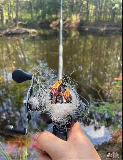 BirdsNest.jpg.5df5591f39cc2e744834d61e9e2bcde1.jpg