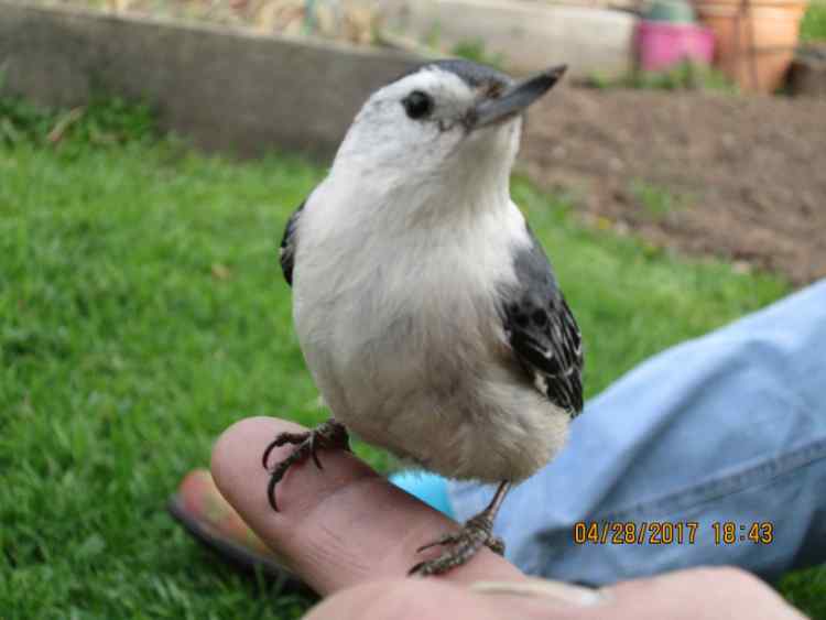 Nuthatch-007aaa.jpg.b60d99cbcc315ef8ef058accb3f7fc98.jpg