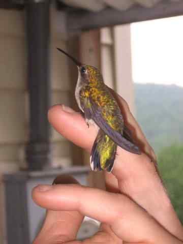 hummingbird2.jpg.3ea6ba5deb694a8a46a9f592ce356c72.jpg