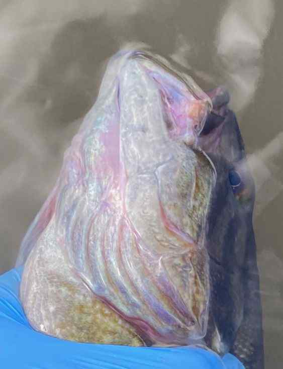 redmouthsmallie.jpg.7ada3aa4cdd0a61ae751e0d3daded8e7.jpg