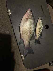 IMG_4135.jpeg