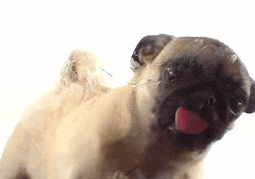 Doglickingscreen.gif.95dd732bd62b02c338a1f96269930c08.gif