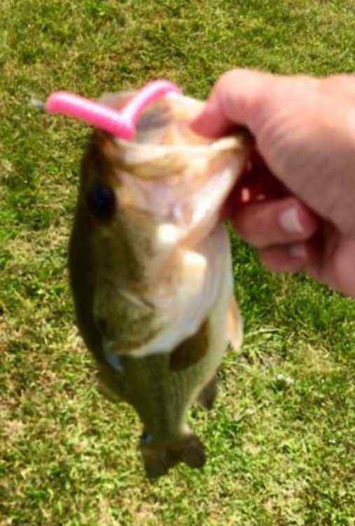 What's your favorite color of Zoom trick worm ? - Page 3 - Fishing Tackle  - Bass Fishing Forums