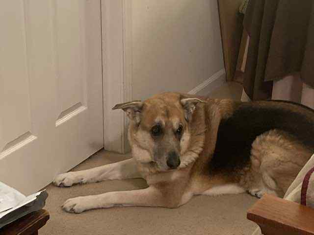 IMG_1229.jpeg.5e5558501e405970e9037f1f4a44c459.jpeg