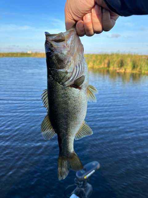 Latest Catch Pics Thread - Page 666 - Fishing Reports - Bass