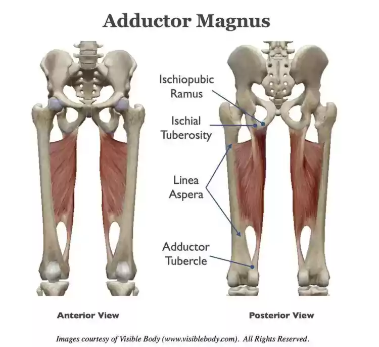 Pictures-of-Adductor-Magnus-109.webp.c5ba520d745462dc120c81199e1904db.webp