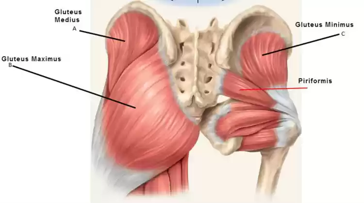 glute_muscles.webp.2c65f75aed02a78d197f69fadad9d9b4.webp
