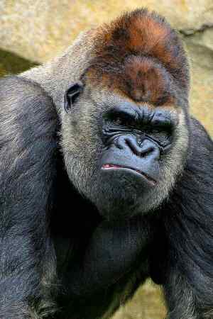 gorilla.jpg.bdc998428fe934fc4b3e684cbc78146e.jpg